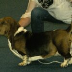 basset hound breed guide