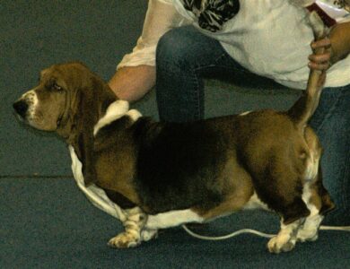 basset hound breed guide