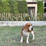 beagle breed guide