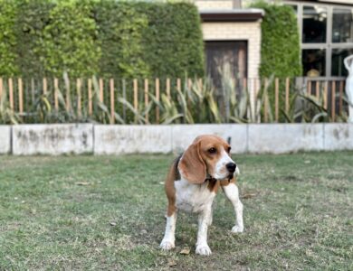 beagle breed guide