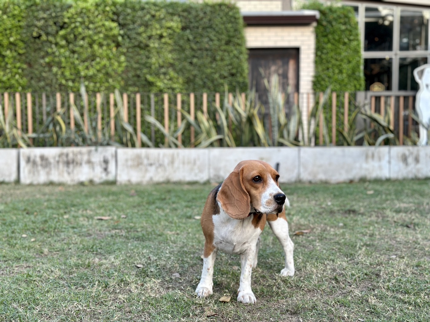 beagle breed guide