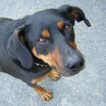 beauceron breed guide