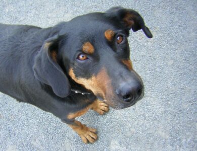 Beauceron: Complete Breed Guide to Temperament, Health, and Care 18 beauceron breed guide