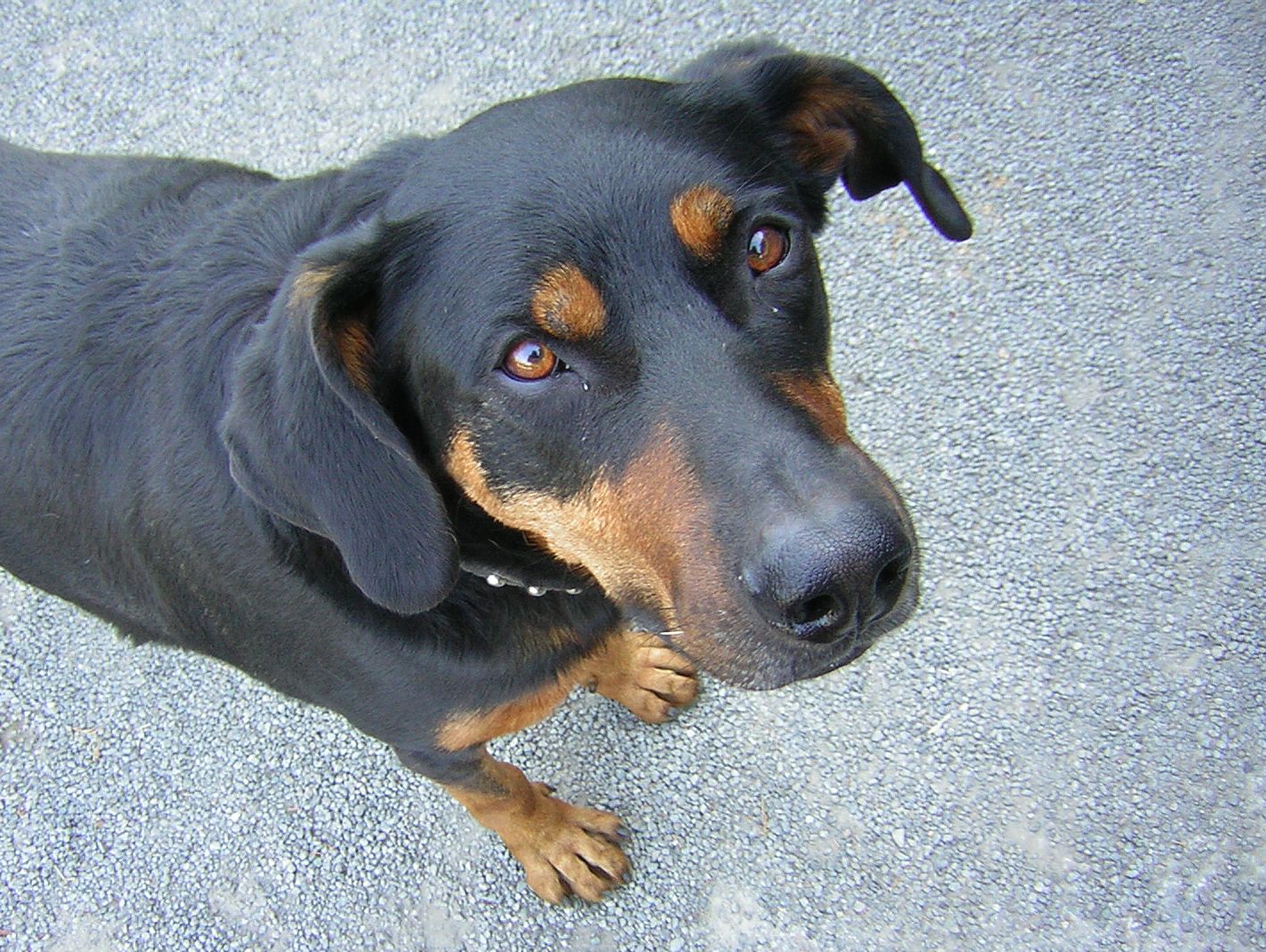 Beauceron: Complete Breed Guide to Temperament, Health, and Care 16 beauceron breed guide