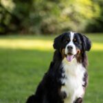 bernese mountain dog breed guide