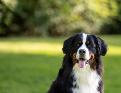 bernese mountain dog breed guide