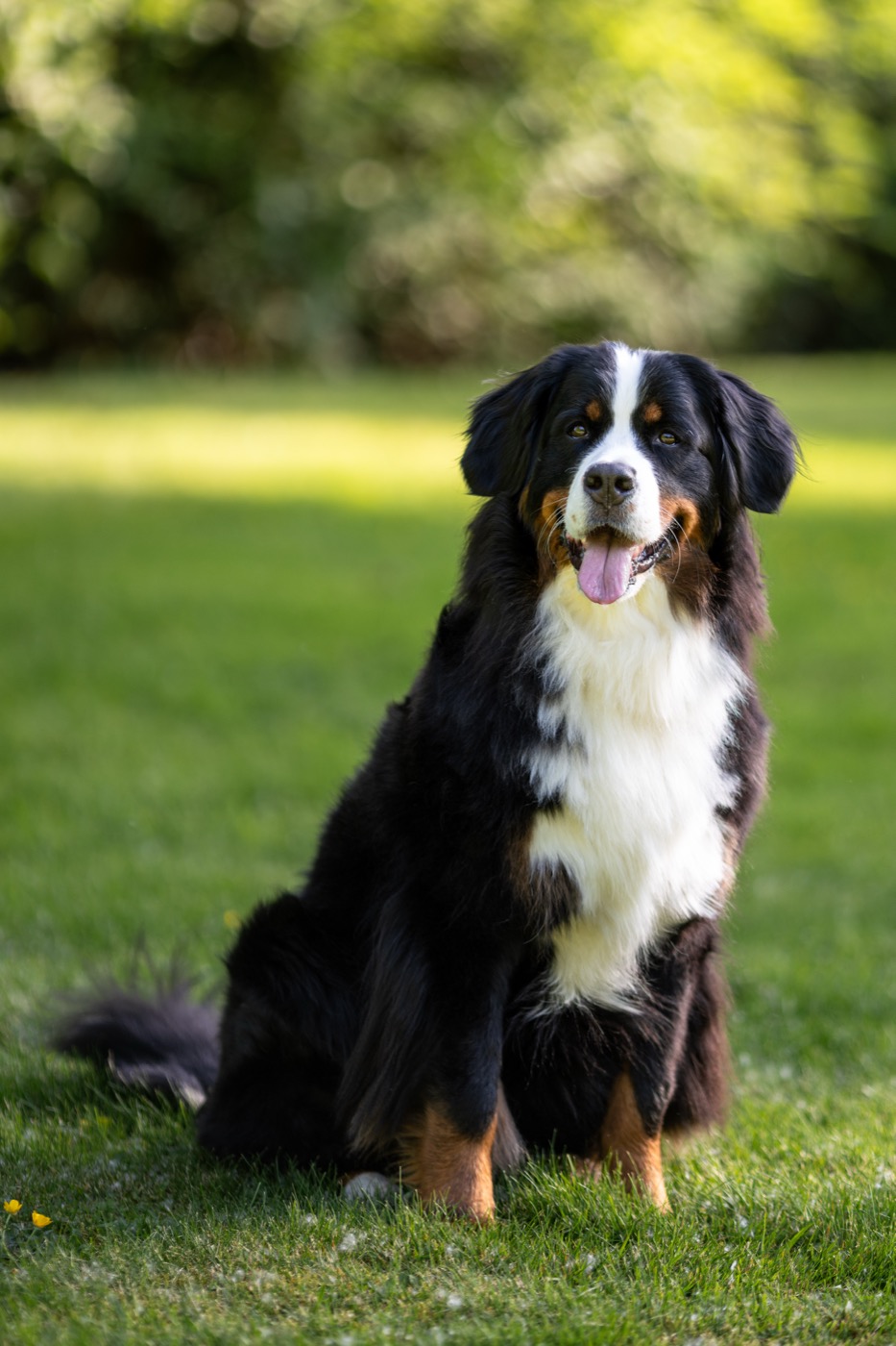 bernese mountain dog breed guide
