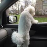 bichon frise breed guide