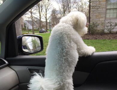 bichon frise breed guide