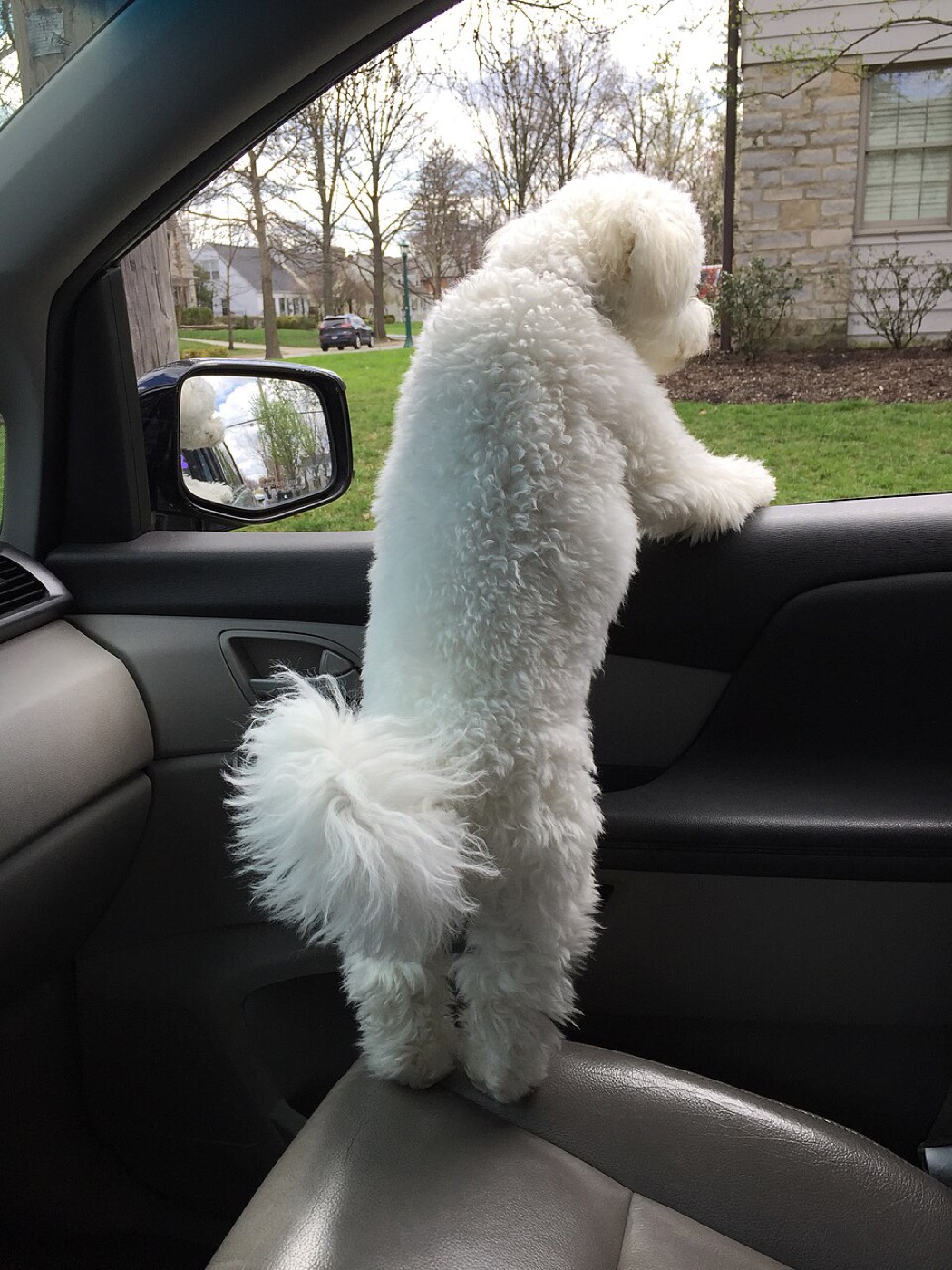 bichon frise breed guide