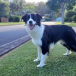 border collie breed guide