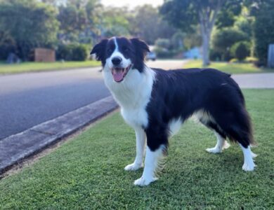 border collie breed guide