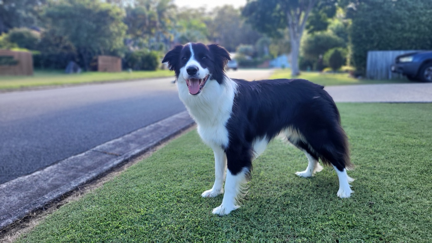 border collie breed guide