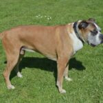 boxer breed guide
