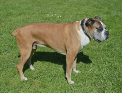 boxer breed guide