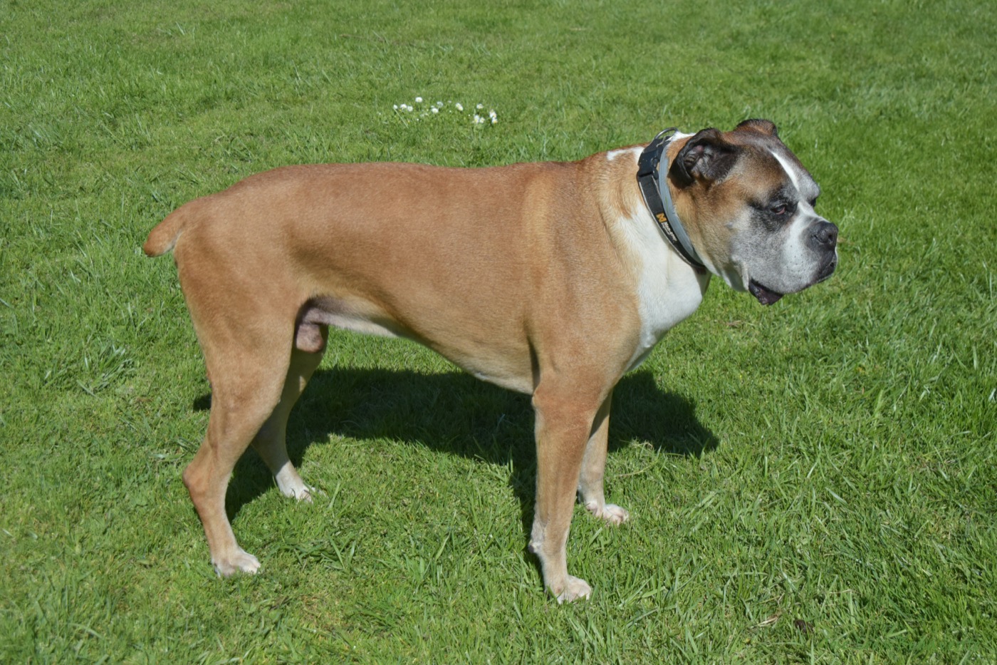 Boxer: Complete Breed Guide to Temperament, Health, and Care 16 boxer breed guide