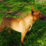 bull terrier breed guide