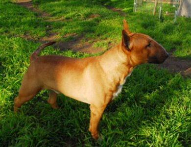 bull terrier breed guide