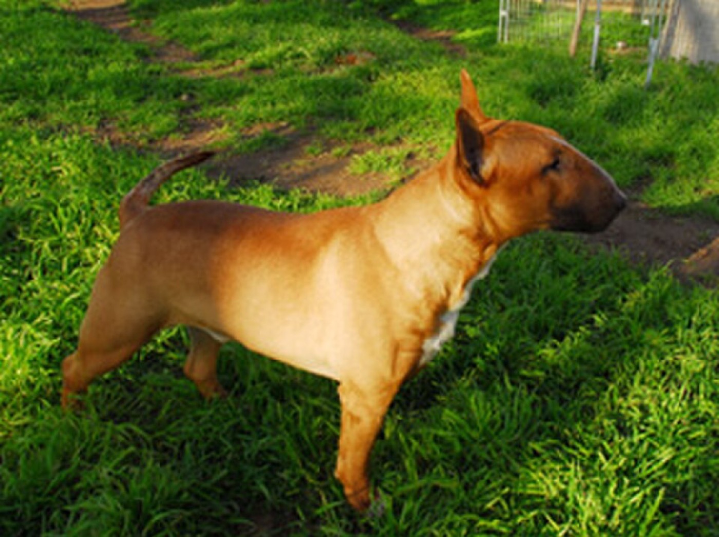 Bull Terrier: Complete Breed Guide to Temperament, Health, and Care 16 bull terrier breed guide