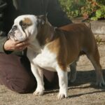 bulldog breed guide