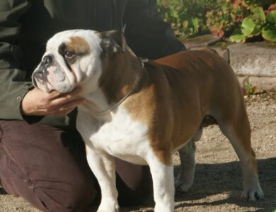 bulldog breed guide