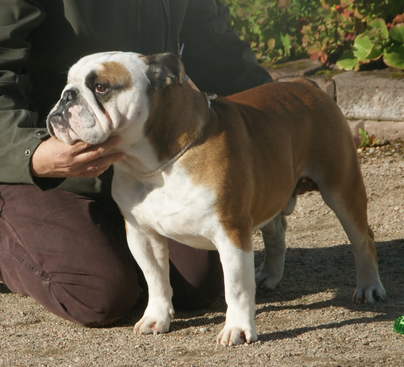 bulldog breed guide