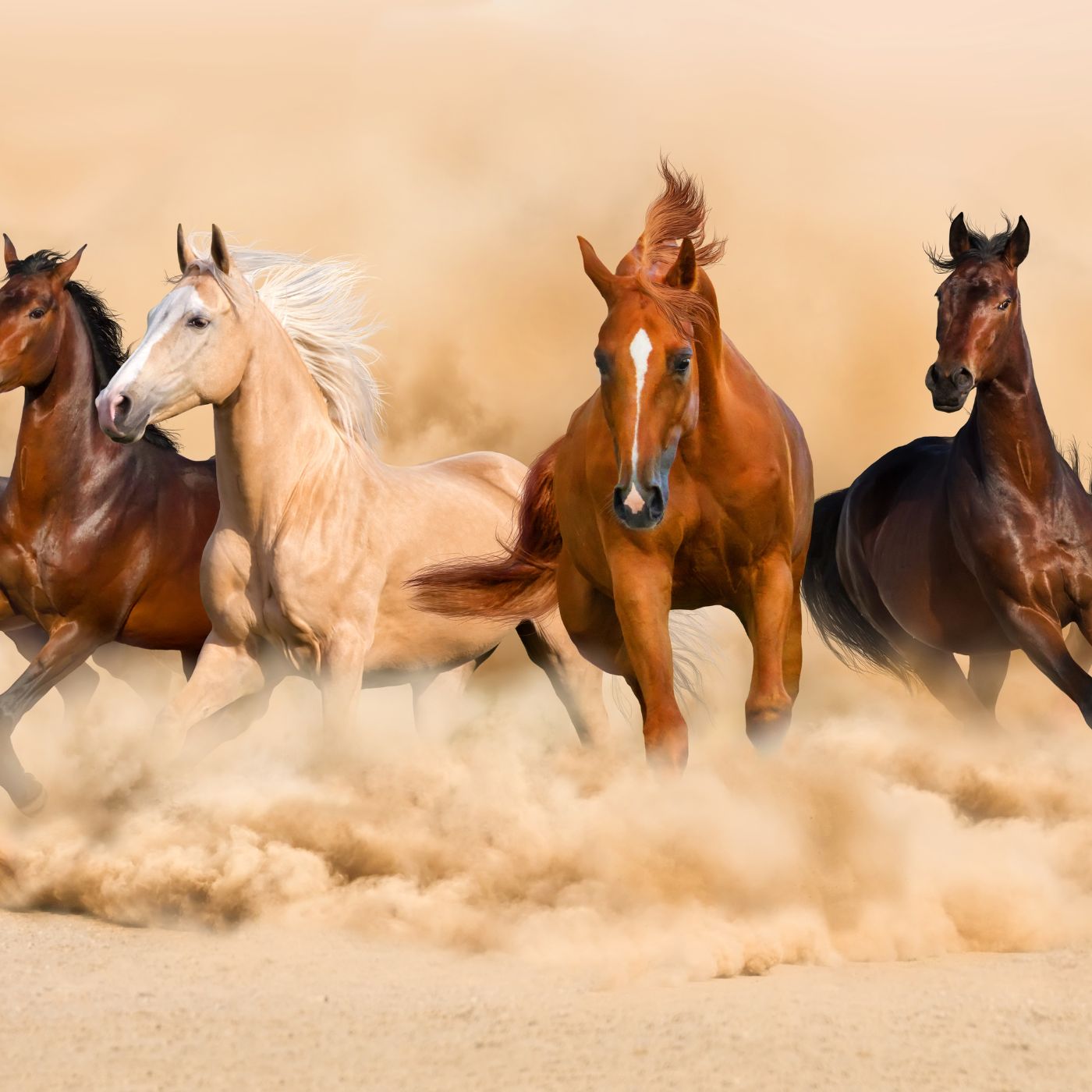 Hellenic Equestrian Federation: Greece's National Equestrian Federation 16 c09933395c054293b6ed84c085b97378
