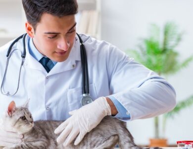 Understanding Pet Dental Cleanings Under Anesthesia 11 caf53f0a6998489484370925f01ca51b