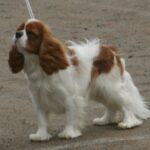 cavalier king charles spaniel breed guide
