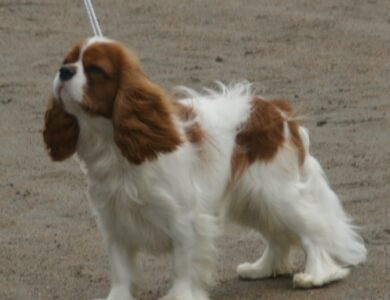 cavalier king charles spaniel breed guide