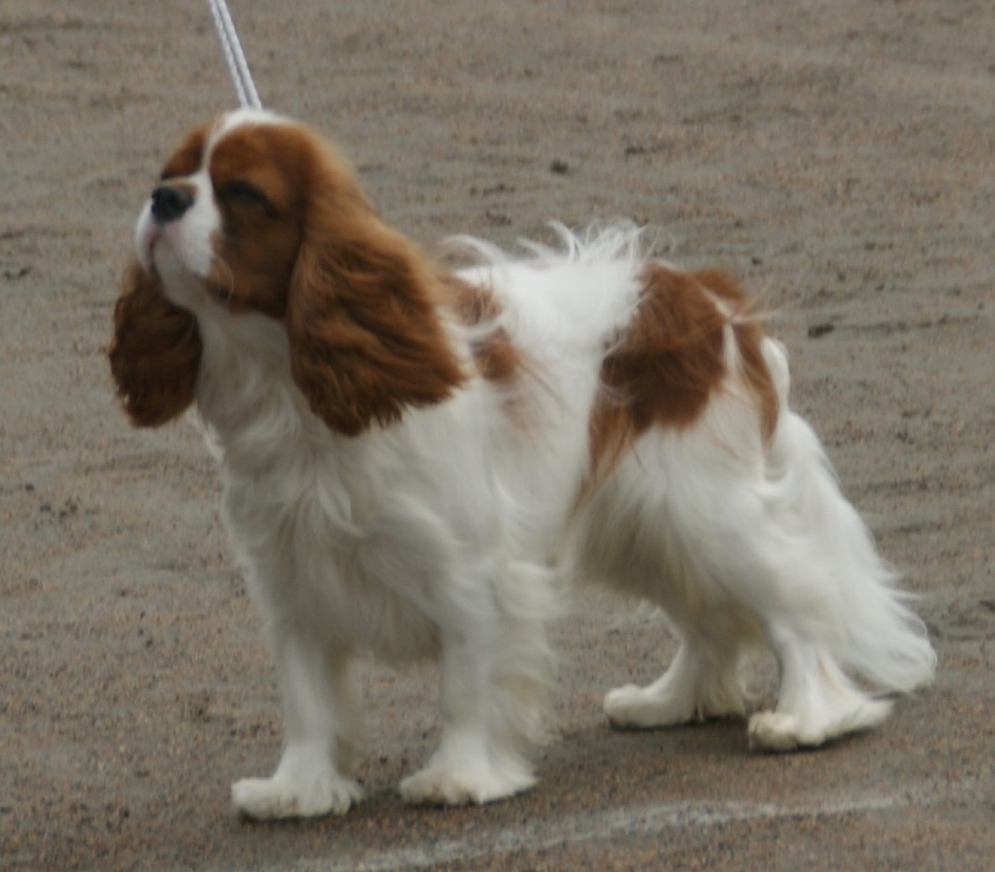 cavalier king charles spaniel breed guide
