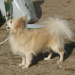 chihuahua breed guide