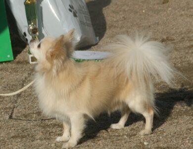 chihuahua breed guide