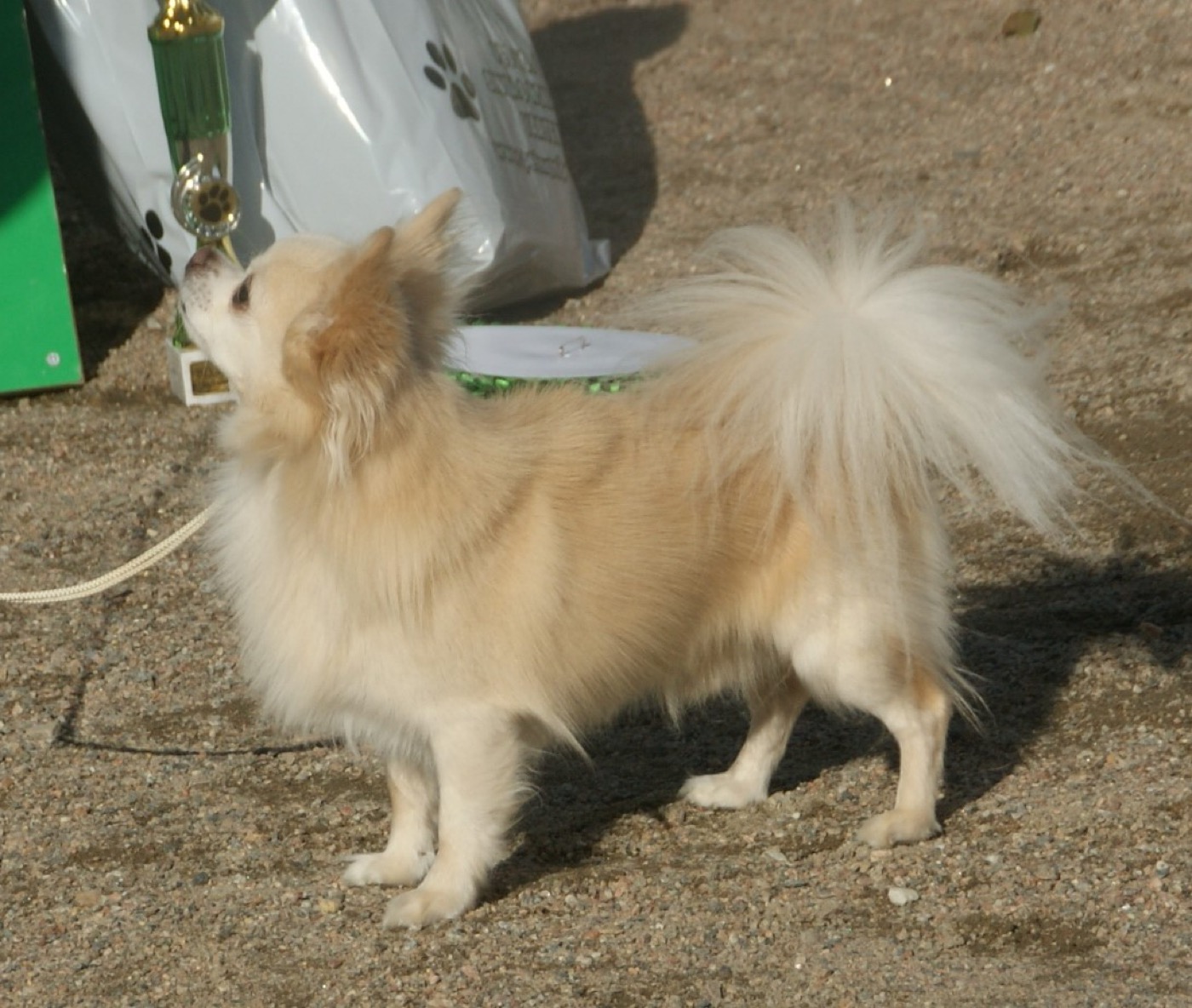 chihuahua breed guide