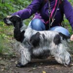 cocker spaniel breed guide