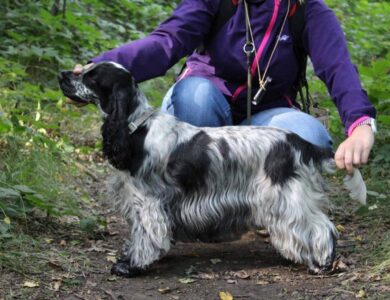 cocker spaniel breed guide