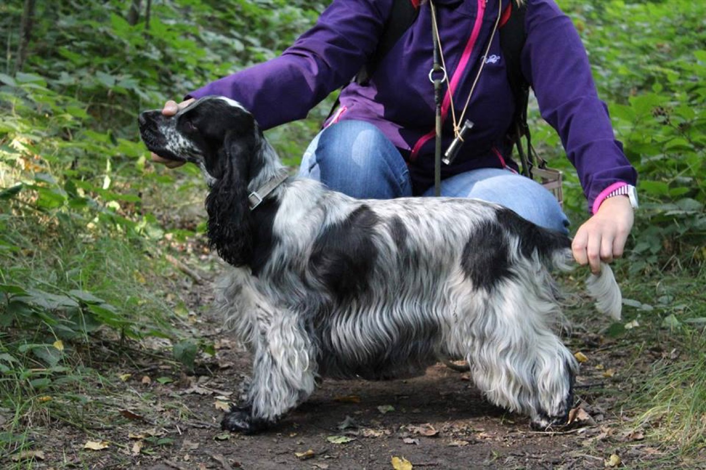 Cocker Spaniel: Complete Breed Guide to Temperament, Health, and Care 16 cocker spaniel breed guide