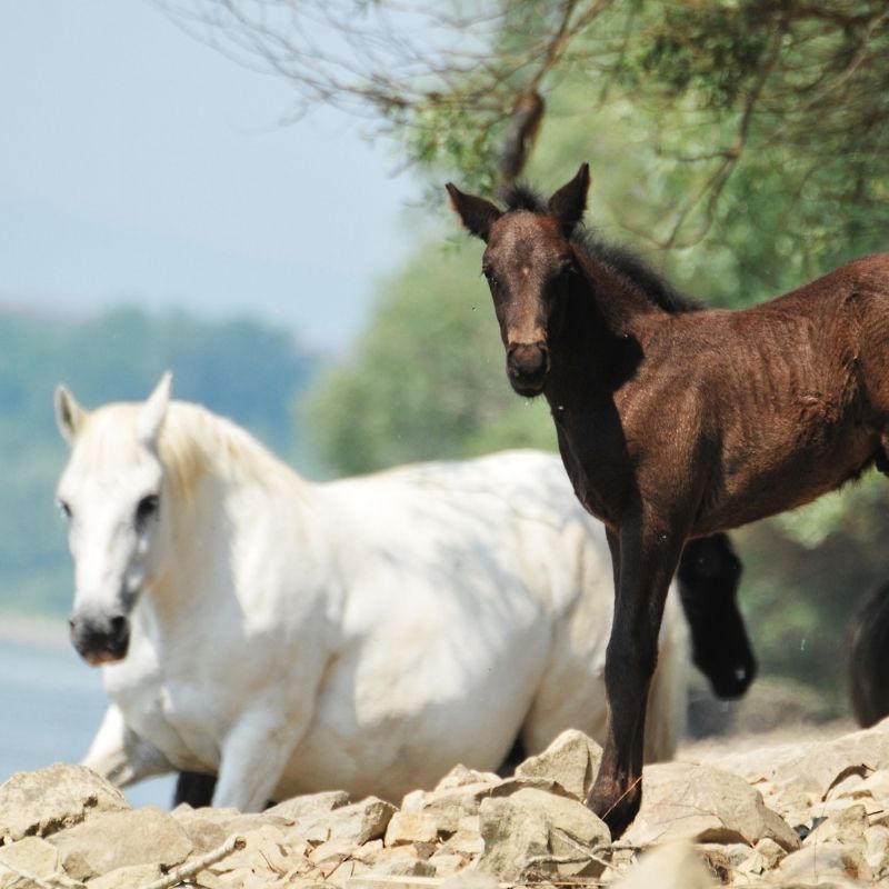 Caring for a Horse's Hooves: Basic Health Practices 16 d1e144d4a40f4bf0bf73f84164256351