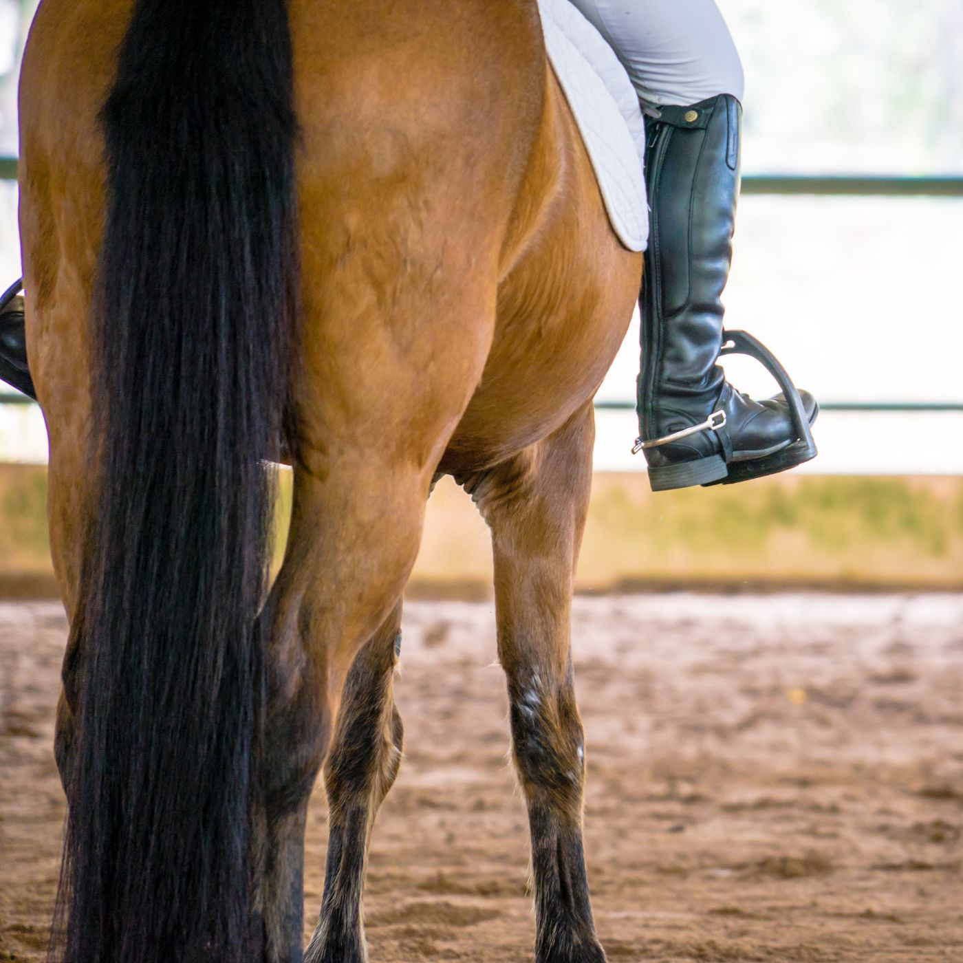 Horse Sport Ireland (HSI): Ireland's National Equestrian Federation 16 d3a77dfcc34540e49853486fcca7c644