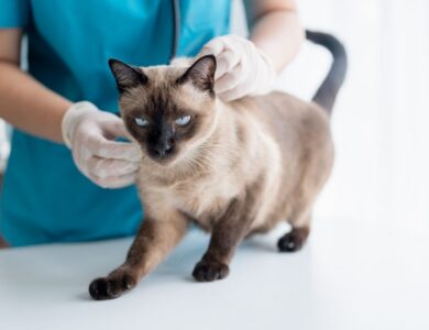 Guide to All 5 Veterinary Clinics in Cascavel CE, Learn More! 17 d4dc726d136a421e891085702997cc30