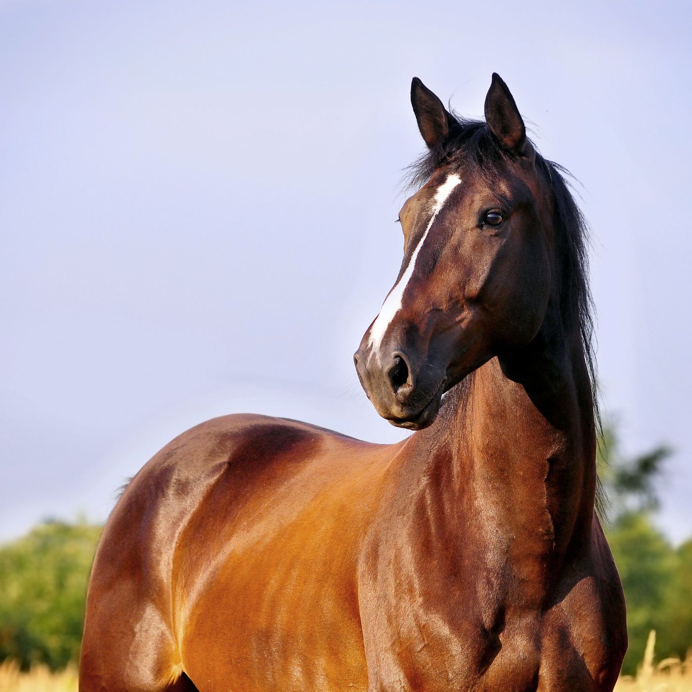 Hrvatski Konjički Savez: Croatia's National Equestrian Federation 16 da60197d9a714120956e5ff96a86c419