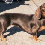 dachshund breed guide