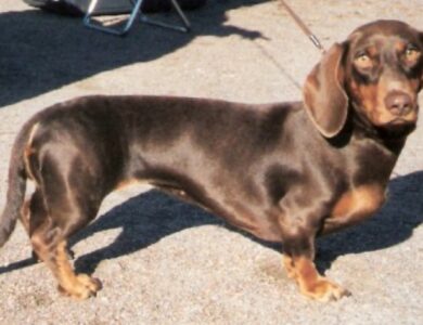 Dachshund: Complete Breed Guide to Temperament, Health, and Care 21 dachshund breed guide