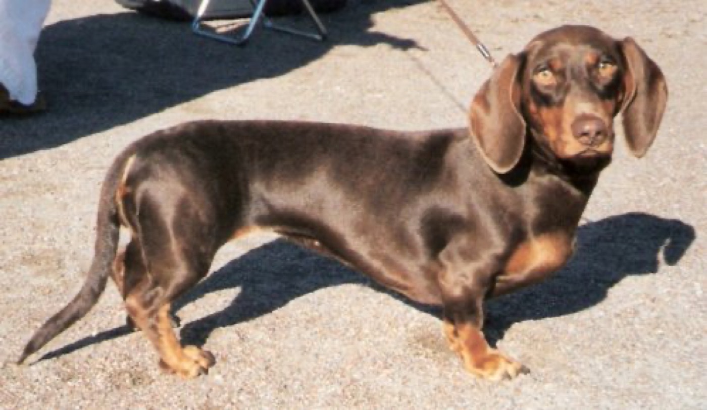 Dachshund: Complete Breed Guide to Temperament, Health, and Care 16 dachshund breed guide