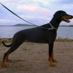 doberman breed guide