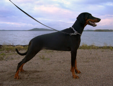 Doberman Pinscher: Complete Breed Guide to Temperament, Health, and Care 20 doberman breed guide
