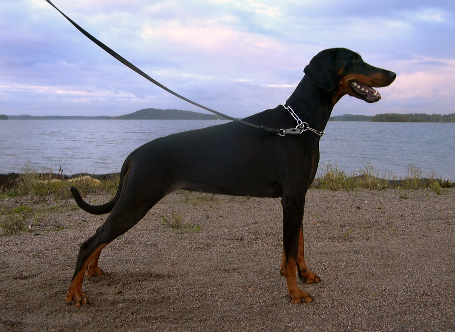 Doberman Pinscher: Complete Breed Guide to Temperament, Health, and Care 16 doberman breed guide