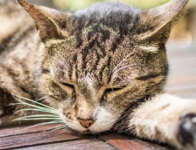 Comprehensive Guide to All 4 Veterinary Clinics in Itu, SP, Brazil 14 ec0dfee7e02d4f068d0d5fa38672867a