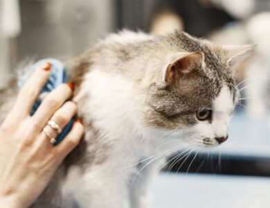 ff4f8062130040a195f65a8f8fcb2ae0