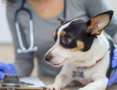 Meet the Best Veterinary Clinic in Crateús CE 14 ff856f14d0cf4f84ad4a55862442380d